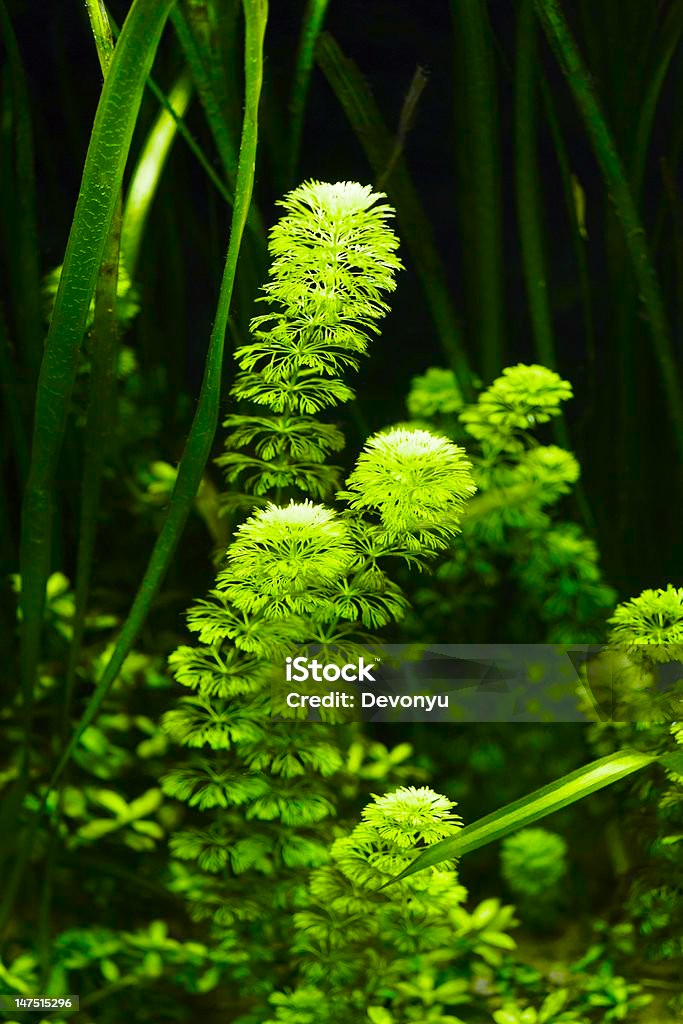 green aquarium plant for background